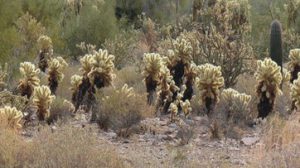 populasi kaktus