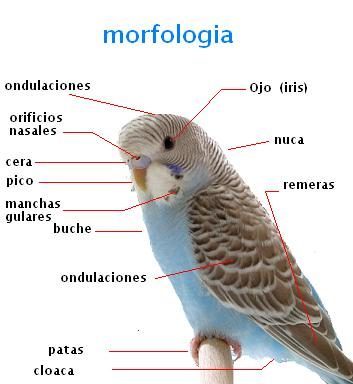morfologi
