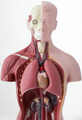 organ-dalam-tubuh-manusia